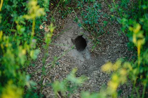 What Animal Is Digging Holes In My Garden At Night Gardening Guru