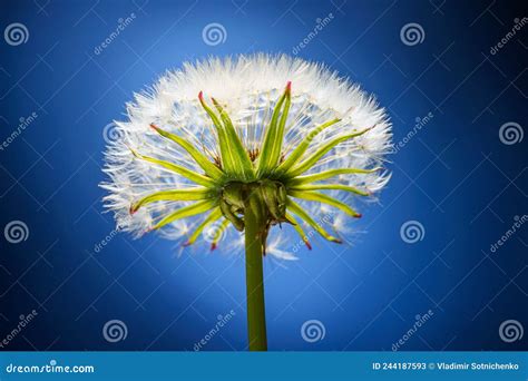 Blowball Flower On A Blue Background Close Up Stock Image Image Of