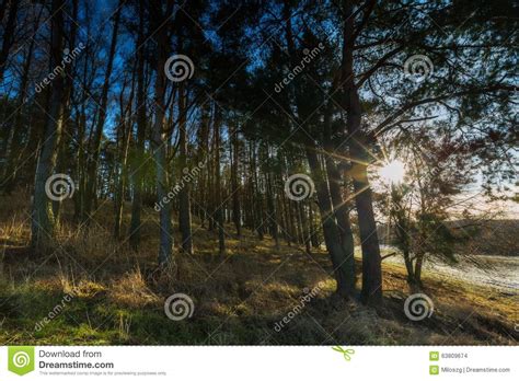 Early Winter Forest Landscape Stock Photo Image Of Autumn Outdoor