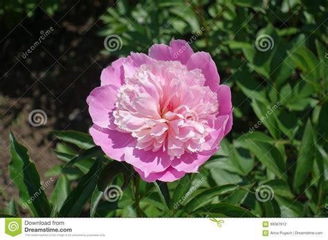 Closeup Of Pale Pink Double Peony Flower Stock Photo Image Of Park