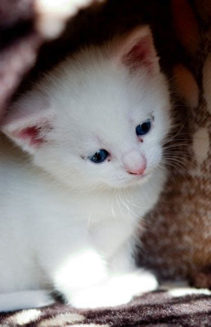 The litter tray will cost $10 or less, and the litter will add approximately $12 to your monthly bills. How much does a Turkish Angora Kitten Cost? | Angora cats ...