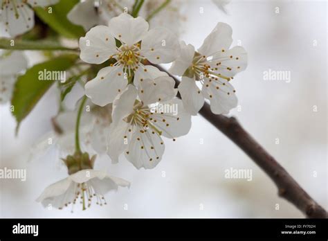 Spring Flora Black Cherry Blossoms Stock Photo Alamy