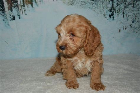 We did not find results for: Cockapoo Puppies For Sale | Nashville, TN #175435