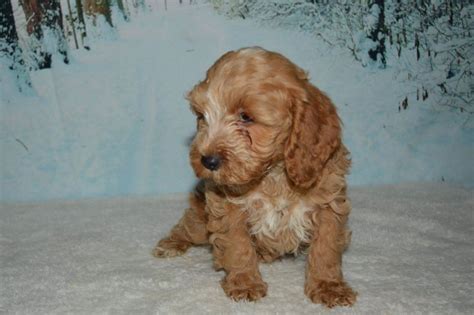 Look at pictures of cockapoo puppies in virginia who need a home. Cockapoo Puppies For Sale | Nashville, TN #175435