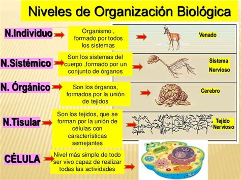 Biologia Niveles De Organización Biologicos