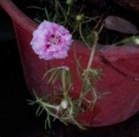 Please Identify This Flower I Am Growing This Flower In A Pot I Dont