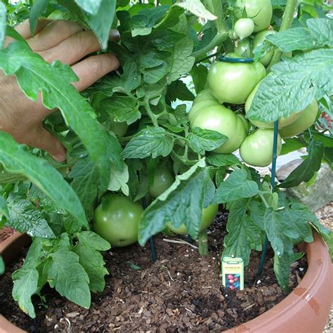 Bonnie Plants 36 In Tomatoes Pot Plant At