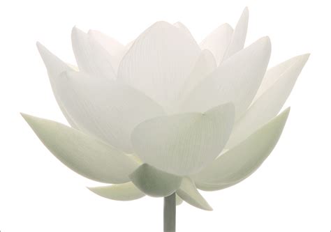 Whether it's colored or black and white, the lotus flower remains appealing as a tattoo design. White Lotus Flower - IMG_1693-2-1000 | White Lotus Flower ...