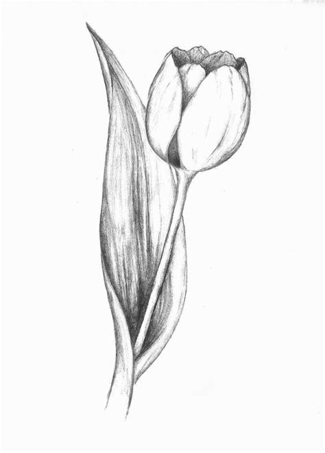 Tulip Flower Drawing Pencil Drawings Of Flowers Pencil Shading