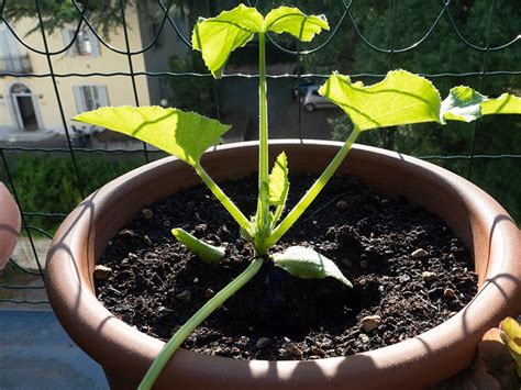 How To Succeed At Growing Zucchini In Containers