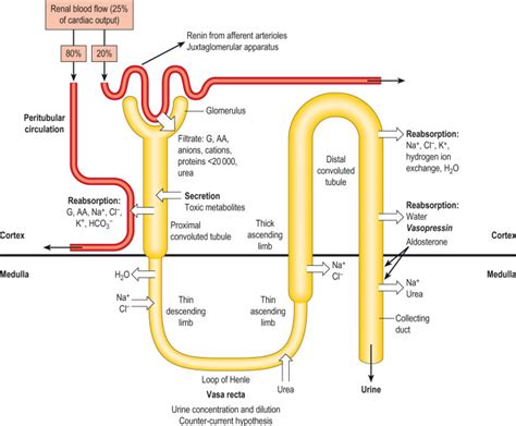 Filtration And Reabsorption In The Kidney Diagram Quizlet