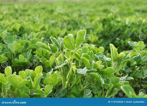 In The Spring Field Young Alfalfa Grows Stock Photo Image Of