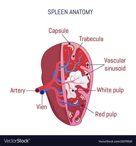Spleen Anatomy Anatomy Drawing Diagram