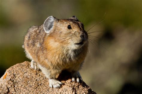 How Climate Change Threatens Pikas