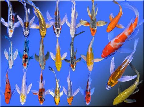 Butterfly Koi 5 6 Inch Mixed Colours Aquatic Village
