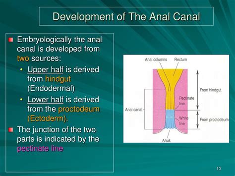 Ppt Anal Canal Anal Triangle And Ischiorectal Fossa