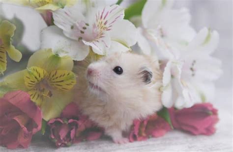 300 Cute Hamster Names For Male And Female Hamsters