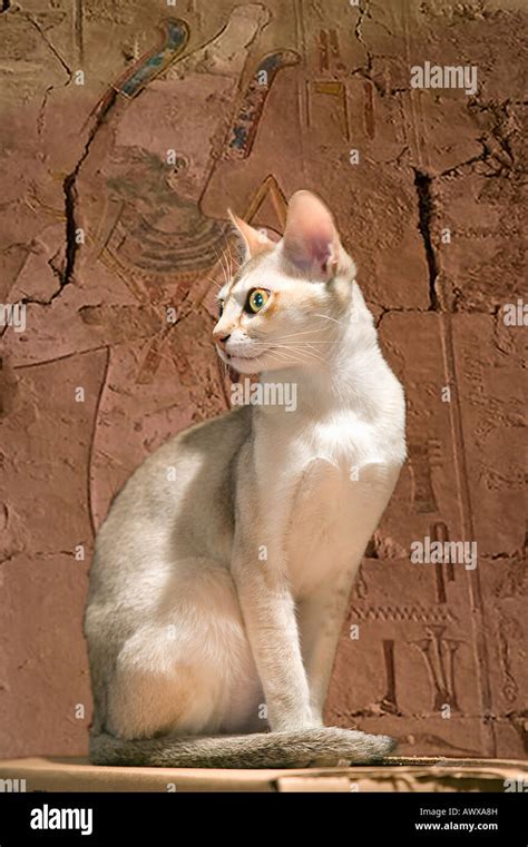 composite image of a sacred egyptian temple cat in an ancient room with hieroglyphics stock