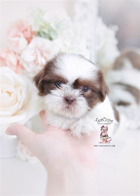 Shih Tzu Puppy For Sale Teacup Puppies 382 A Teacup Puppies And Boutique
