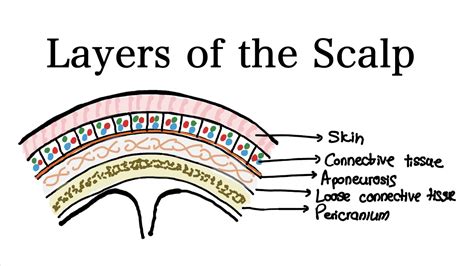 The Layers Of The Scalp Anatomy Youtube