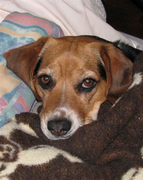 Cuddly Beagle Dog Beagle Beagle Mix