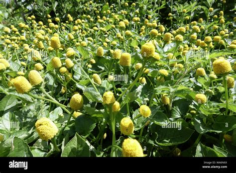 Toothache Plant Spilanthes Acmella Oleracea Lemon Drops Garden Herb