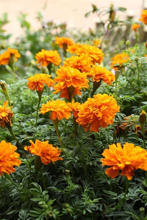 Some plants are annuals (a few…most annuals love the heat of summer), and many are perennials, bulbs and even flowering trees and shrubs. The 15 Best Annual Flowers You Need to Plant In Your Yard ...