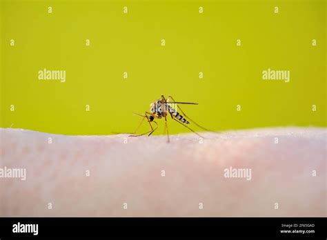 Malaria Infectious Mosquito Bite On Green Background Leishmaniasis