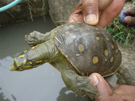 Indian Flap Shell Turtle Lissemys Punctata Rescued And Brought To