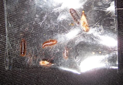 Carpet Beetle Larvae Infestation Whats That Bug