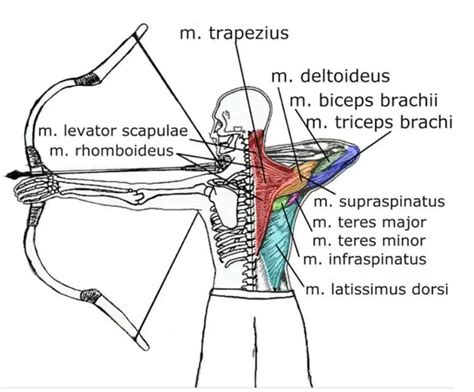 ever wonder what particular muscles are used in archery and how to exercise them this article