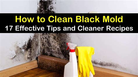 How To Remove Mold From Painted Walls With Vinegar Perch Blook Photo Exhibition