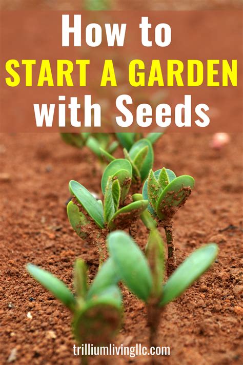 How To Plant Seeds In Your Garden For Beginners Trillium Living