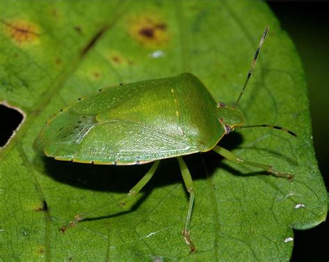 Green Insects Images Entomology Insects Associated With Vegetable