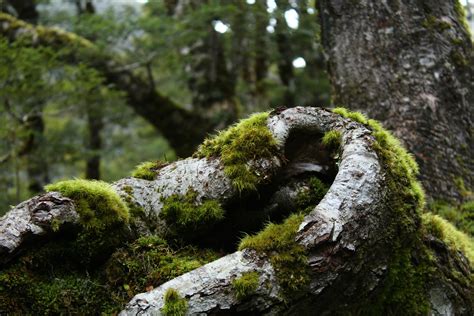 Tree Roots Covered With Moss · Free Stock Photo