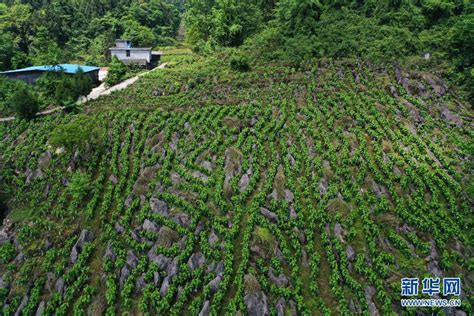 重庆黔江蚕桑产业发展与石漠化治理相结合助增收 时图 图片频道 云南网