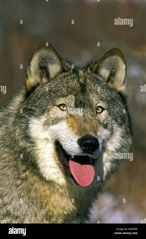 North American Grey Wolf Canis Lupus Occidentalis Portrait Of Adult