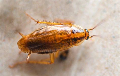 Are German Cockroaches In Aiken Sc Dangerous To Have In Your Home