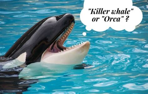 Why Are Killer Whales Called Orcas