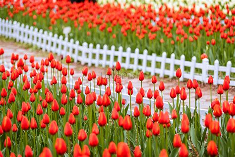 봄 튤립 꽃 사진 무료 다운로드 Lovepik