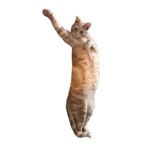 Cat Dance Dancing  Catdance Dancing Cat Discover S