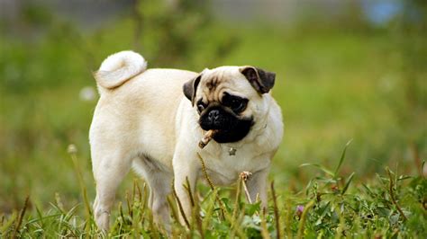 cute pug wallpapers  images