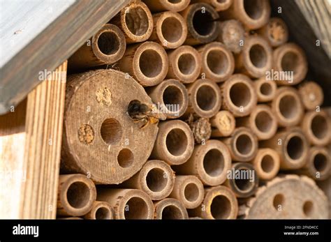 Wild Bees Nesting In A Wooden Insect Hotel Stock Photo Alamy