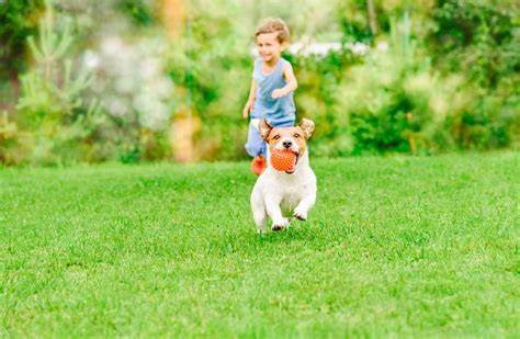 How To Keep Kids Safe Around Dogs Wag Ur Tail Dog Training