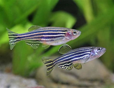 Spawning requires temperatures of up to 78 f and can be triggered by raising the water a few degrees near dawn when spawning normally occurs. ZEBRA DANIO OR ZEBRAFISH LIFE EXPECTANCY