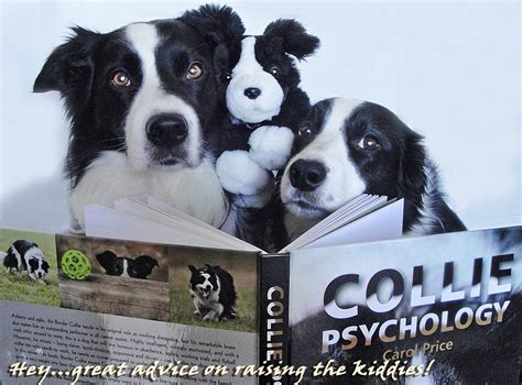 Border Collie Psycology And Carol Price