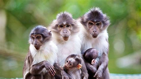 Fascinating Adorable Ape Adults Babies Zoom Uhd Photograph By Art