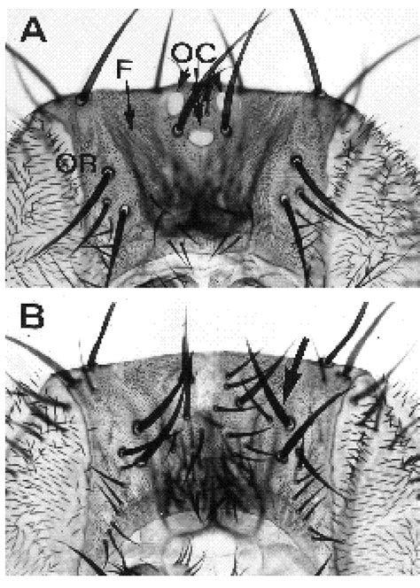 The Ocelliless Phenotype In The Cuticle Of The Adult Head A In The