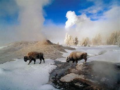 Bison Yellowstone Geyser Wilden Bisons Animaux Wallpapers