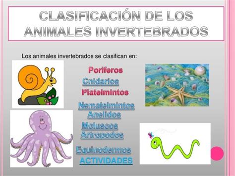Clasificacion de animales invertebrados